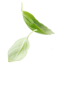Feuilles