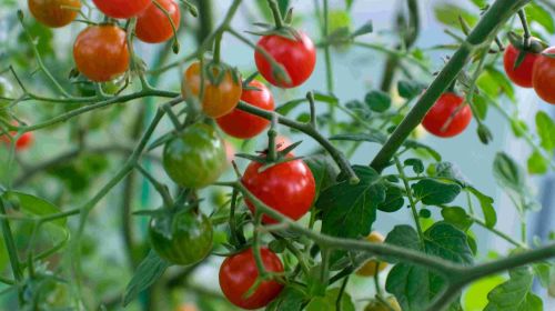 Image tomates JA2025