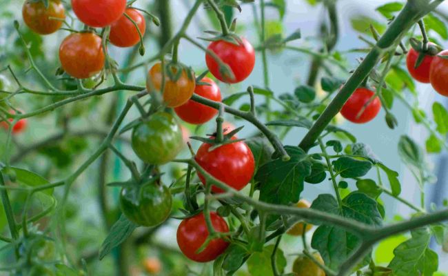 Image tomates JA2025