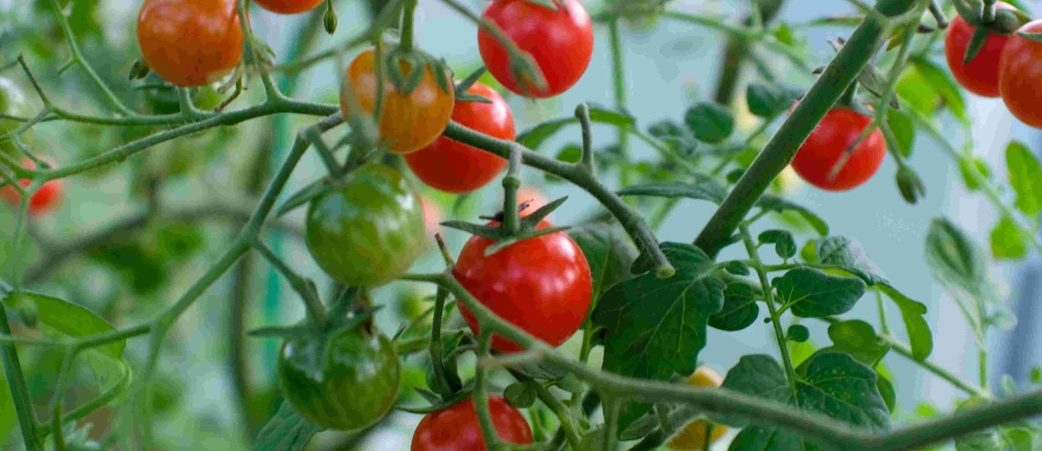 Image tomates JA2025