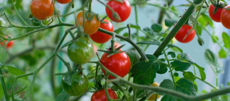 Image tomates JA2025