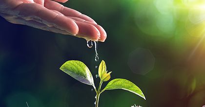 Main qui dépose de l'eau sur une plante