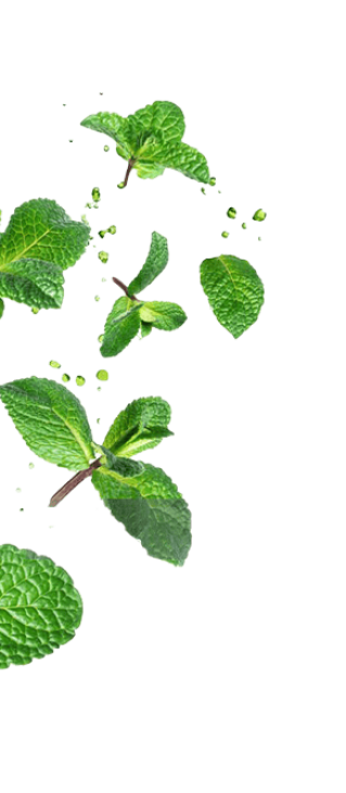 Branche de feuille
